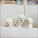 유어펫 라운지 강아지분양 이미지