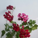 해피맥스 이미지