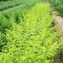 개나리농장 이미지