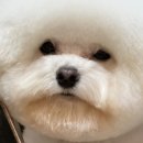 키스더도그/아르테미스 이미지