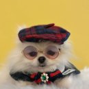 아소비 퍼피스 서창점 이미지