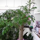 콩물에빠진두부 이미지