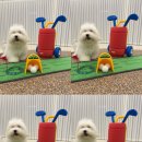 글로리 애견 유치원 이미지