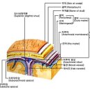 신흥양계장 | 의학이 수명을 연장시켜주지 않는다 -[스크랩]