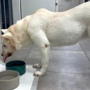 동물자유연대 부속 동물병원 이미지