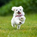 해뜨는 동물병원 이미지