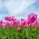 튤립 이미지