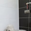 오구오구퍼피 해운대 | [부산 애견미용] 베들링턴테리어 미용은 키티앤퍼피에서