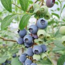 웅포농장 이미지