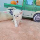 야옹아 멍멍해봐 탕정점 이미지