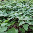 숲뒤농장 이미지