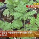 에덴건강원