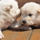 복슬강아지 이미지