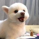곰이밥통