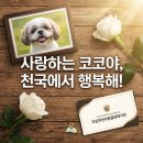 타임투반려동물 장례식장 이미지