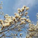 목련공원 족구장 이미지