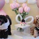 새콤달콩 이미지