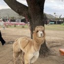 새별 티스토리