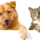 레미 동물병원 이미지