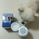 독플러스 | 강아지 슬개골 관절영양제 추천 "닥터독 베츠초이스 뉴트리션 관절플러스" 리얼후기 🐶