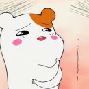 퍼피아이애견 이미지