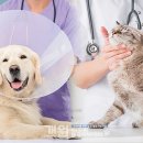 나라동물병원 이미지