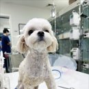 인천24시유앤미동물병원 이미지