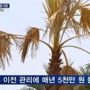 야자수하우스 이미지