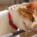 도도한 개냥이 이미지