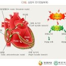 장기기증 관련 의료비의 실손의료보험 보상 여부[장기 등의 적출 및 이식에 드는 비용은 해당 장기등을 이식받은 사람이 부담] 이미지