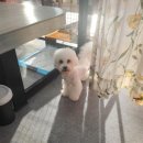 the 굿 dog 네이버블로그