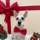 디어마이몽 이미지