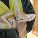 와우 동물농장 이미지