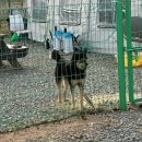 광덕1로10 | [천안/광덕] 천안 글램핑 오시유 방문٩(๑❛ᴗ❛๑)۶