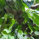 하늘농장8 이미지