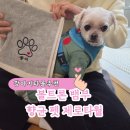 물기 흡수 잘하는 강아지타올/펫타올 추천 &#34;볼트론 뱀부 향균 펫 제로타월&#34;