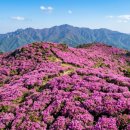 지리산천상화원 | "지리산에 내린 분홍빛 마법! 5월 바래봉 철쭉 군락지 & 남원 광한루 감성 투어"