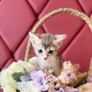 도그마루 강아지 고양이 분양 여주·원주점 이미지