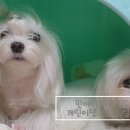스윗퍼피
