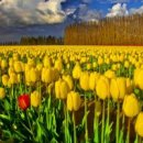튜울립 이미지