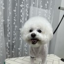 멍냥이 펫싸롱, 펫호텔 이미지