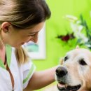 연성동물병원 이미지