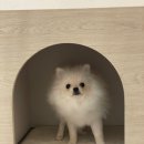 릴리리독 이미지