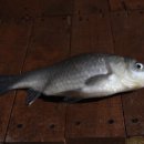 그린낚시터 이미지