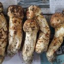 송이농산
