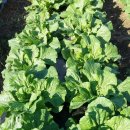 파주정수농장 이미지