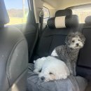 멍멍하개 이미지