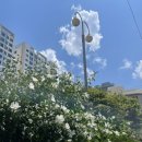 개꼬신내 이미지