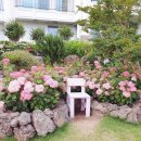 제주블랑 이미지