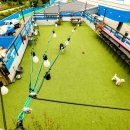 더퍼피즈블루오션 이미지